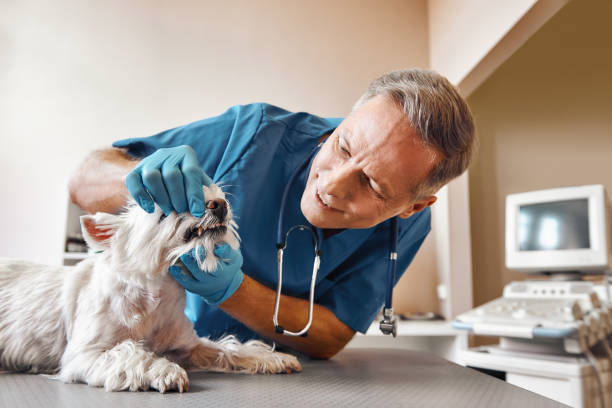 Best Walk-In Emergency Dental Services in Lattingtown, NY